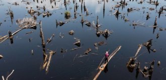 Сумна дійсність: 12 фотографій Нігерії, що показують ліси, що зникають (13 фото)
