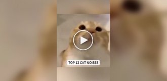 How diverse are cat sounds