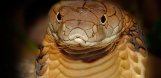 Королевская кобра: почему они ведут «войну» против других змей? (10 фото)