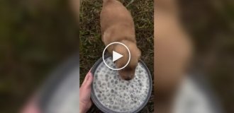 A puppy's funny reaction to a bowl of food