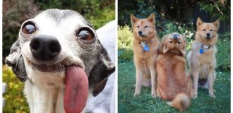 25  умилительных сцен из  жизни пёселей, демонстрирующих их  мастерство импровизации (26 фото)