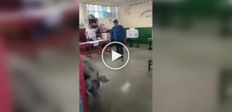 Свинья ворвалась на избирательный участок
