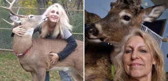 Олень убил спасшую его бабушку (7 фото)