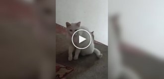 Бездомная кошка познакомила котенка с человеком, который ее подкармливал