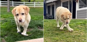 A dog with special needs won millions of hearts (4 photos + 2 videos)