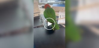 Hyperactive parrot