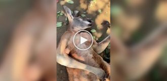 A Chinese woman tried to wake up a sleeping kangaroo