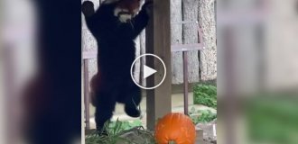 Как красные панды реагируют на угрозу