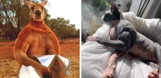 16 animal bodybuilders who built up awesome muscles without any gyms (17 photos)