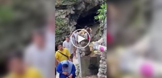 Обезьяна стащила очки у женщины
