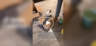 Мужчина не мог найти кошку в доме и обнаружил ее в неожиданном месте