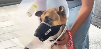 Огромный аллигатор утащил пса в пруд, но он чудом выжил (3 фото + 1 видео)