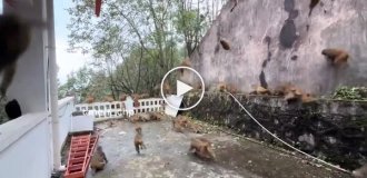 Обезьянопад в Китае