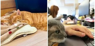 A Company in Japan Figured Out How to Save Workers from Burnout (5 photos)