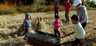 Розпещених китайських дітей відправляють годувати свиней, щоб вони "вчилися цінувати родину" (2 фото + 1 відео)
