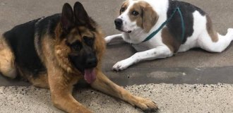 Новий Doge: пес Купер із синдромом короткого хребта став зіркою соцмереж (6 фото)