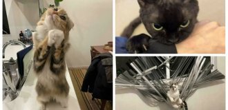 30 котиков, которые просто занимаются своими делами (31 фото)