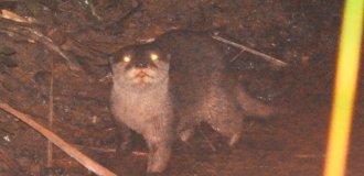 Asian small-clawed otters: the smallest and weakest otters on the planet (9 photos)