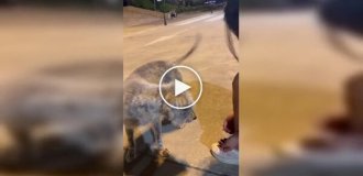 A real treat for a furry friend