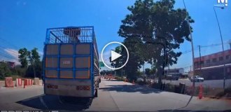 In Thailand, a piglet fell out of a truck and found a new home thanks to motorists