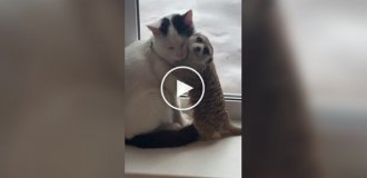 Лучшие друзья