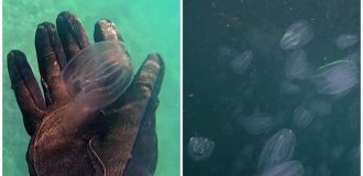 Слизовий апокаліпсис у Венеції: Канали захопили медузи зі зникаючим анусом (4 фото)