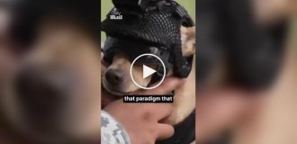 Чихуахуа по кличке Командо приняли на службу в Национальную гвардию Мексики