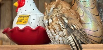 Переплутали з експонатом: сова задрімала прямо на полиці антикварного магазину (3 фото)