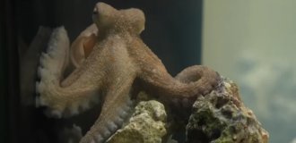 Научил играть осьминога на пианино! (4 фото + видео)