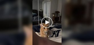 С рыжим котом не соскучишься