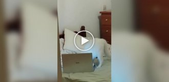 Очень занятой кот