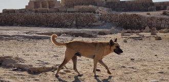 A dog on top of an Egyptian pyramid: journalists learned the name and living conditions of the dog (3 photos)