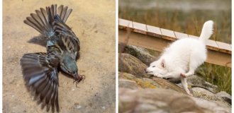 20 Photos That Prove Mother Nature Has a Sense of Humor and a Film Degree (21 Photos)