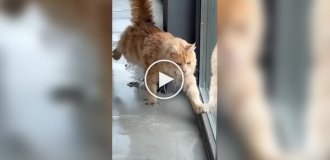 A cat was caught at the scene of a crime