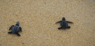 Почему нельзя помогать маленьким черепашкам добираться до воды? (3 фото)