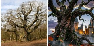Legendary Trees: What Happened to the Main Green Stars of Film and Literature (11 photos)