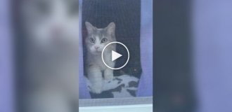 Принял за чужака: кот не узнал хозяйку
