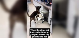 A dog helps find a cat that keeps disappearing before the shelter closes