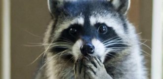 What a hairless raccoon looks like (4 photos)