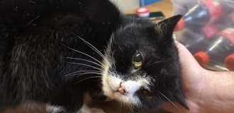Кот пропал на 9 лет: хозяйка до сих пор смеётся над тем, где его нашли (4 фото)