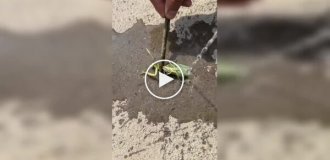 Парень спасает богомола от паразита