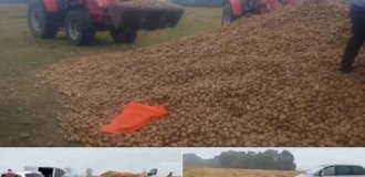 У Польщі люди вкрали 150 тонн урожаю у фермера через фейк у соцмережах (2 фото)