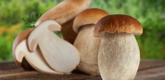 Top 10 Mushrooms: Kings of the Forest (11 photos)