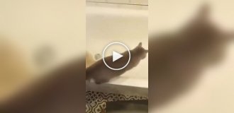 Ванна кімната не сприйняла кота