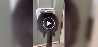 Кот зашел не в ту дверь