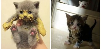 Messy Eaters: 20 Adorable Kittens Who Have Zero Table Manners (20 Photos)