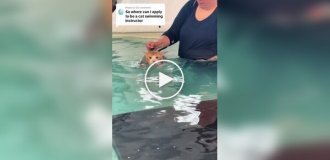 Центр похудения для котов в Канаде