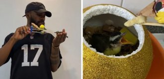 Мужчина смастерил «маму» для птенца (21 фото + 1 видео)