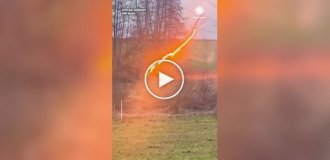 В Германии засняли дерево, пульсирующее огнем