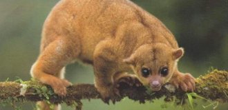 Олингито: енот, который решил стать обезьяной (8 фото)